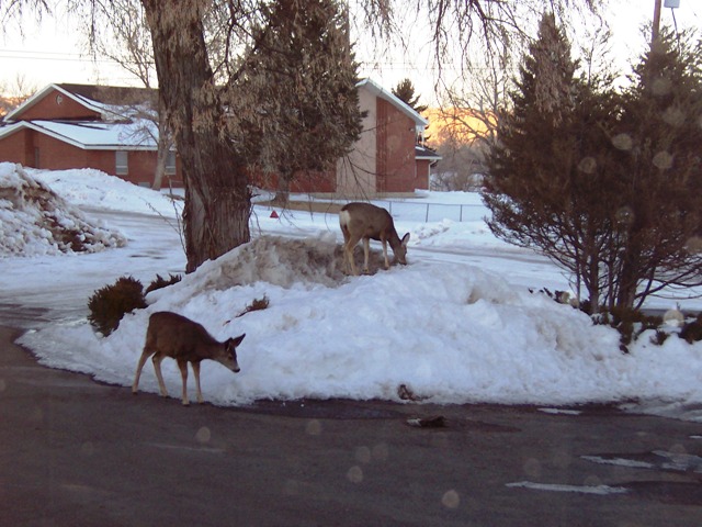 Deer at Courthouse